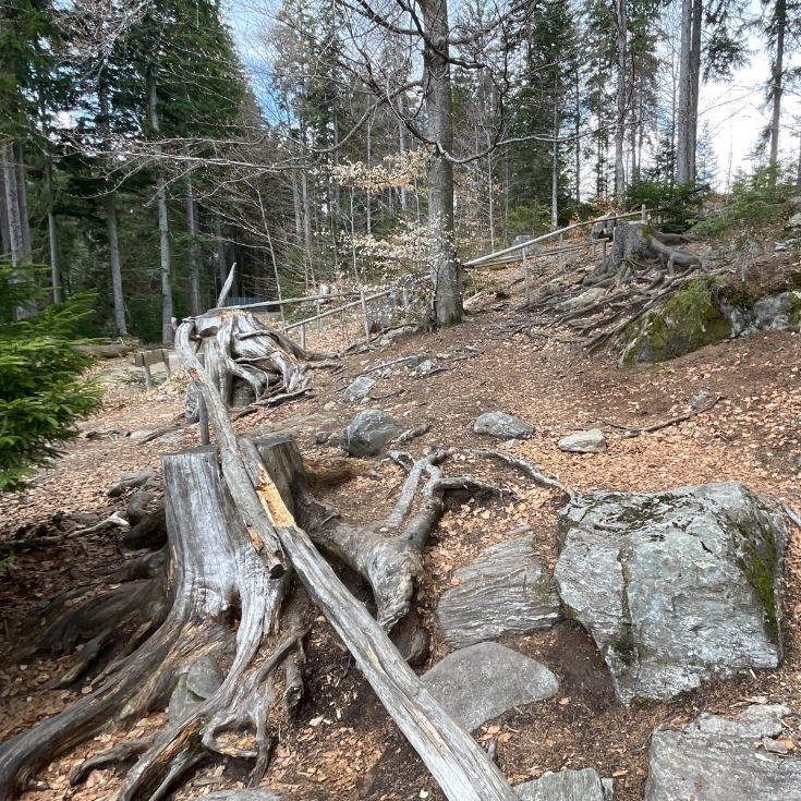 Bild zum Spielplatz Graf Arbersee