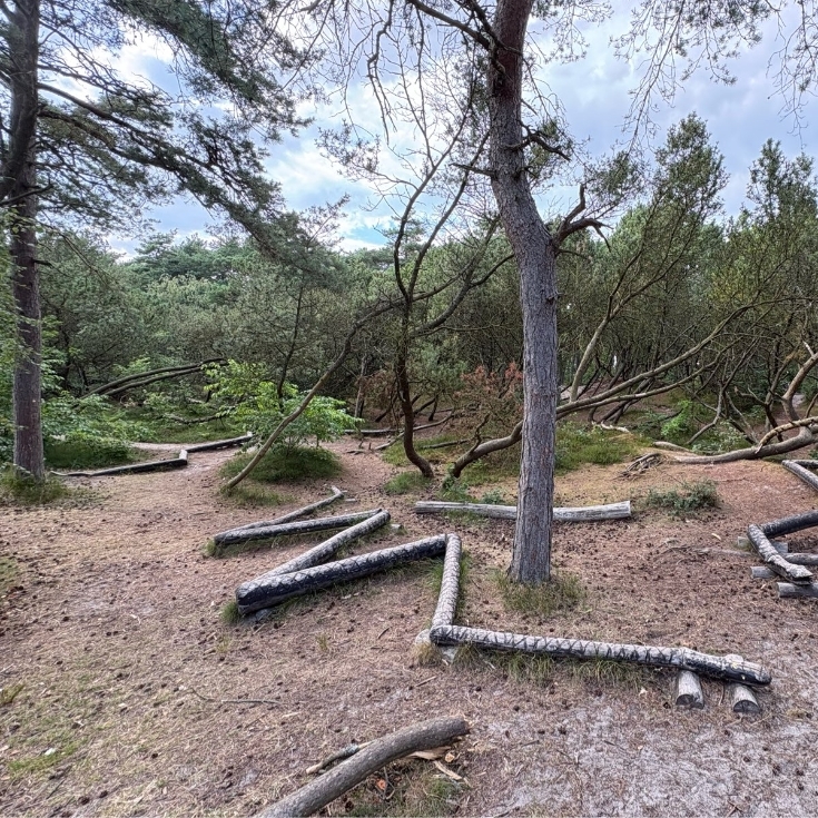 Bild 2: Waldspielplatz