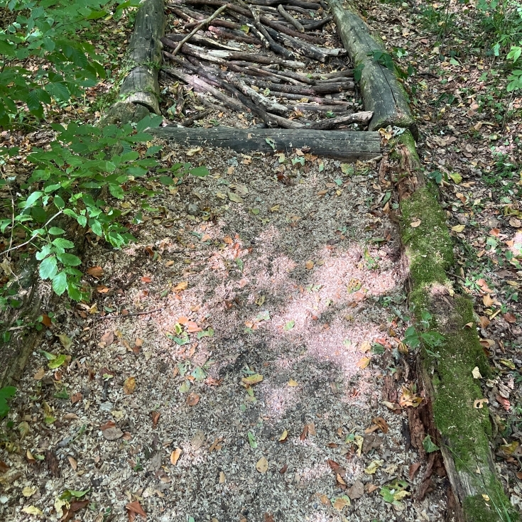 Bild 4: Eppinger Waldfühlpfad