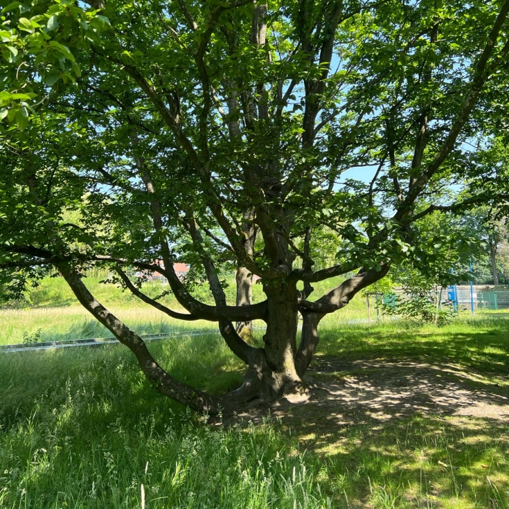 Bild 21: Johanneskamp