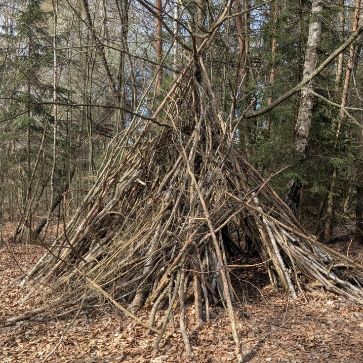 Bild 4: Märchenwald