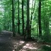 Bild 6 von 12
